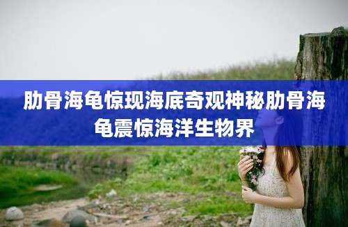 肋骨海龟惊现海底奇观神秘肋骨海龟震惊海洋生物界