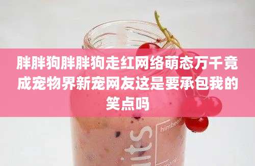 胖胖狗胖胖狗走红网络萌态万千竟成宠物界新宠网友这是要承包我的笑点吗
