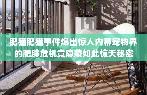 肥猫肥猫事件爆出惊人内幕宠物界的肥胖危机竟隐藏如此惊天秘密
