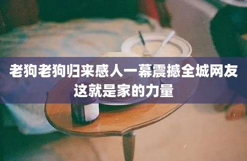 老狗老狗归来感人一幕震撼全城网友这就是家的力量