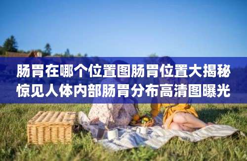 肠胃在哪个位置图肠胃位置大揭秘惊见人体内部肠胃分布高清图曝光