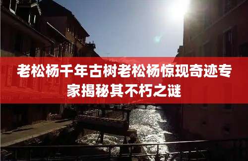 老松杨千年古树老松杨惊现奇迹专家揭秘其不朽之谜